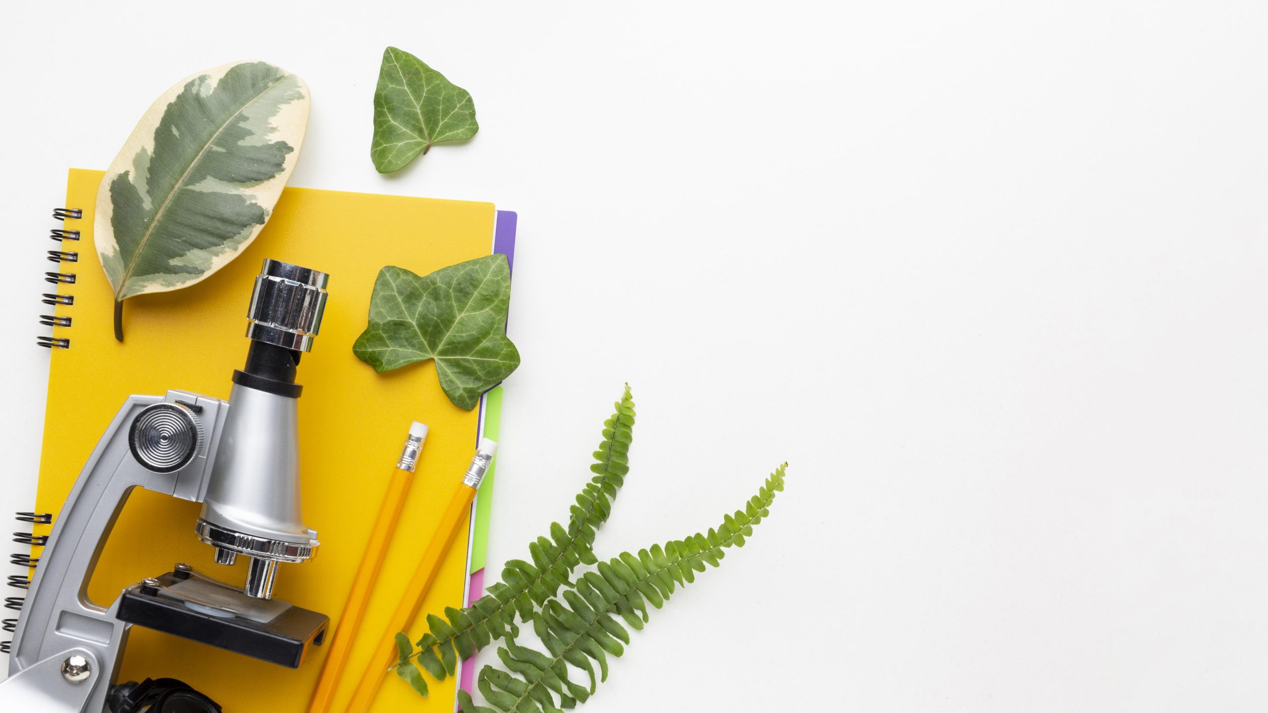 Sustainable development and the role of chemistry