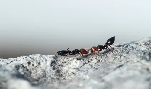 What is ant essence?