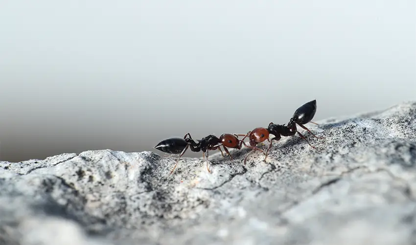 What is ant essence?