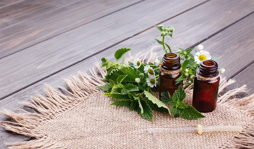 The secret of the cool scent of mint and lily of the valley