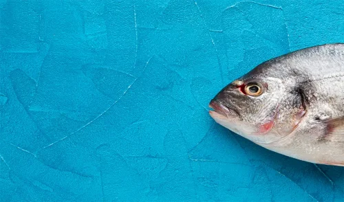 Scientific study of fish odor and the role of methylamine in it